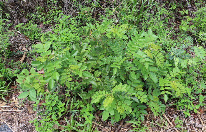 Fig.7 Planta <i> Gliricidia sepium</i></i> (Fabaceae):, hospedera <i> Chabora rhodogaster</i></i>  (Erebidae): Sector Pailas, Pozo 5, Foto, Eleth cantillano 20 Abril 2021.
