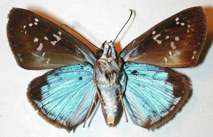 Figura 13. Adulto hembra de <i>Quadrus contubernalis</i></i> (Hesperiidae), vista ventral. Voucher 00-SRNP-11184-DHJ32901.jpg.