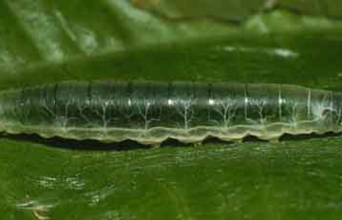 Figura 4. <i>Quadrus contubernalis</i></i> (Hesperiidae), penúltimo estadio, posición lateral.  Sector San Cristóbal, Sendero Corredor. Voucher 00-SRNP-12602-DHJ55458.jpg.