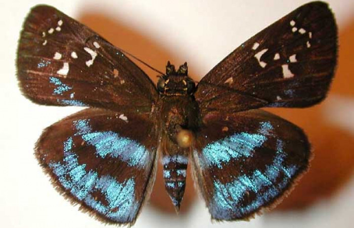 Figura 14. Adulto macho de <i>Quadrus contubernalis</i></i> (Hesperiidae), vista dorsal. Voucher 00-SRNP-1913-DHJ32914.jpg.