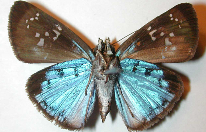 Figura 15. Adulto macho de <i>Quadrus contubernalis</i></i> (Hesperiidae), vista ventral. Voucher 00-SRNP-1913-DHJ32915.jpg.