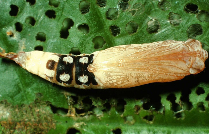 Figura 9. Pupa de <i>Quadrus contubernalis</i></i> (Hesperiidae), posición ventral. Sector San Cristóbal, Sendero Perdido. Voucher 01-SRNP-2577-DHJ62764.jpg.
