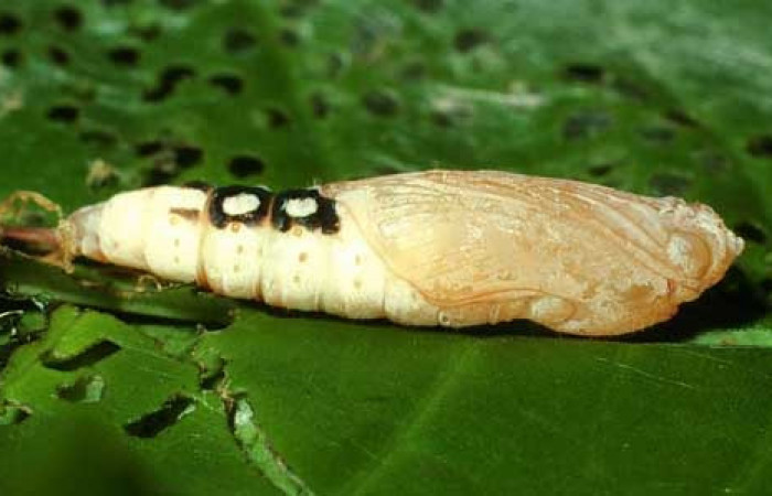 Figura 10. Pupa de <i>Quadrus contubernalis</i></i> (Hesperiidae), posición ventral. Sector San Cristóbal, Sendero Perdido. Voucher 01-SRNP-2577-DHJ62766.jpg.