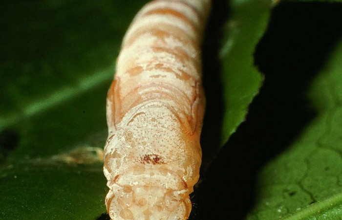 Figura 11. Pupa de <i>Quadrus contubernalis</i></i> (Hesperiidae), posición ventral. Sector San Cristóbal, Sendero Perdido. Voucher 01-SRNP-2577-DHJ62767.jpg.