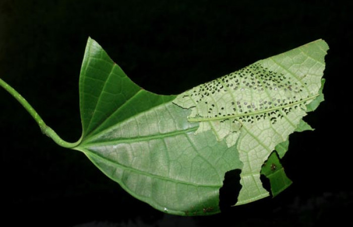 Figura 2. Casa de <i>Quadrus contubernalis</i></i> (Hesperiidae), último estadio.  Sector San Cristóbal, Tajo Angeles. Voucher 08-SRNP-6036-DHJ445049.jpg.