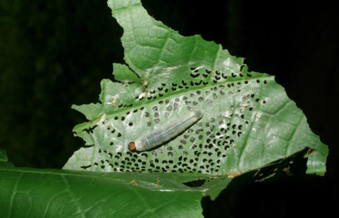 Figura 3. Casa de <i>Quadrus contubernalis</i></i> (Hesperiidae), último estadio.  Sector San Cristóbal, Tajo Angeles. Voucher 08-SRNP-6036-DHJ445052.jpg.