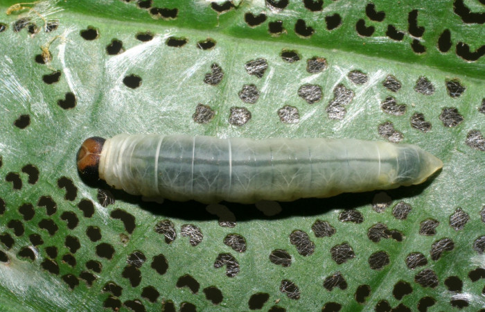 Figura 5. <i>Quadrus contubernalis</i></i> (Hesperiidae), último estadio.  Sector San Cristóbal, Tajo Angeles. Voucher 08-SRNP-6036-DHJ445053.jpg.