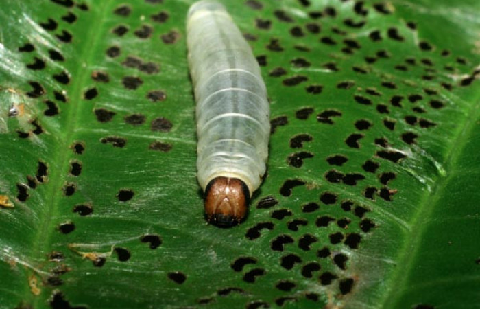 Figura 1. Larva en último estadio de <i>Quadrus contubernalis</i></i> (Hesperiidae) posición frontal. Sector San Cristóbal, Tajo Angeles. Voucher 08-SRNP-6036-DHJ445055.jpg.
