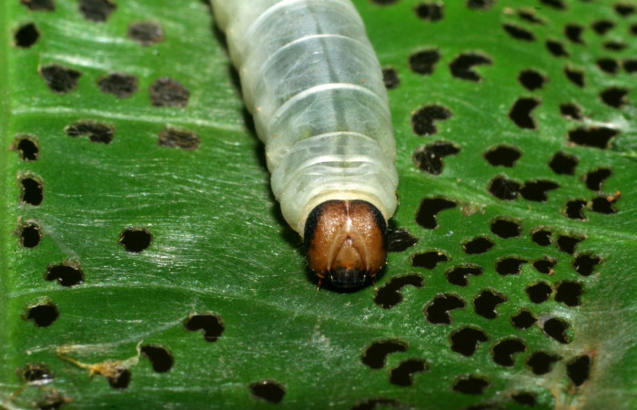 Figura 6. <i>Quadrus contubernalis</i></i> (Hesperiidae), último estadio, posición frontal. Sector San Cristóbal, Tajo Angeles. Voucher 08-SRNP-6036-DHJ445057.jpg.