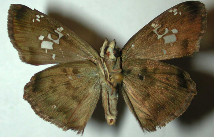 Figura 17. Adulto <i>Quadrus lugubris</i></i> (Hesperiidae), vista ventral. Voucher 97-SRNP-4254-DHJ32041.jpg.
