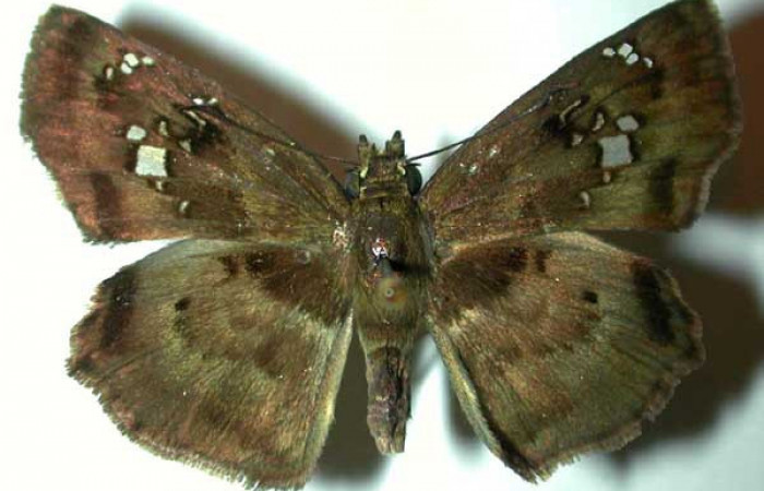 Figura 16. Adulto <i>Quadrus lugubris</i></i> (Hesperiidae), vista dorsal. Voucher 98-SRNP-10839-DHJ32042.jpg.