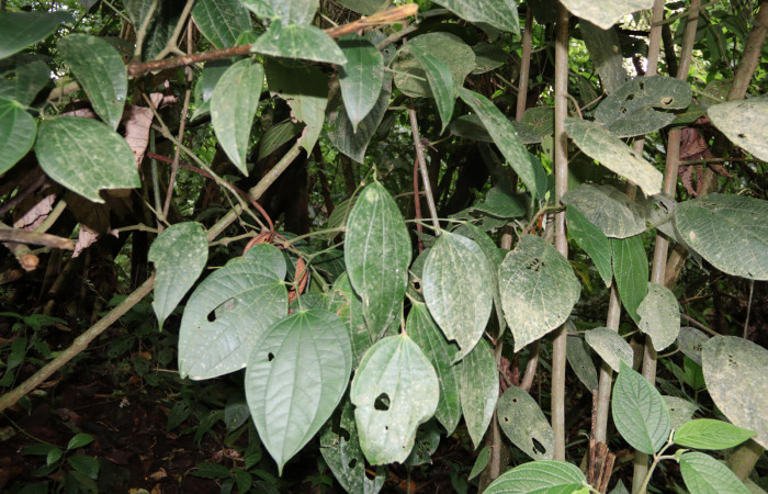 Figura 18. Planta hospedera de <i>Quadrus contubernalis</i></i> (Hesperiidae), <i>Piper reticulatum</i></i> (piperaceae). Sector San Cristóbal, Sendero Corredor. Foto Gloria Sihezar. 11 abril 2021.
