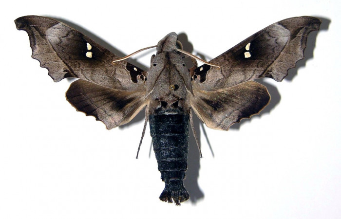 Fig. 01. Macho  <i>Madoryx oiclus</i></i>, vista dorsal, 76mm de longitud. Voucher: 91-SRNP-1136-DHJ96154.jpg.