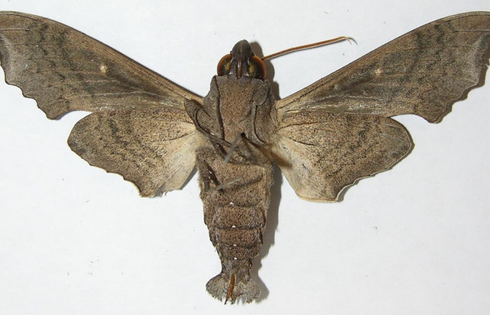 Fig. 02. Macho  <i>Madoryx oiclus</i></i>, vista ventral, 77mm de longitud. Voucher: 09-SRNP-14110-DHJ507655.jpg.