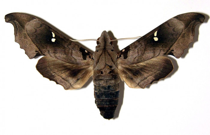   Fig. 03. Hembra  <i>Madoryx oiclus</i></i>, vista dorsal, 87mm de longitud. Voucher: 98-SRNP-9742-DHJ96156.jpg.