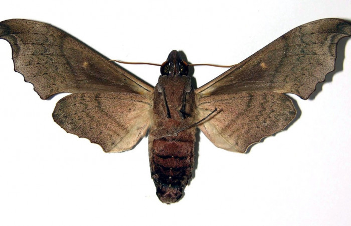 Fig. 04. Hembra <i>Madoryx oiclus</i></i>, vista ventral, 87mm de longitud. Voucher: 98-SRNP-9742-DHJ96157.jpg.