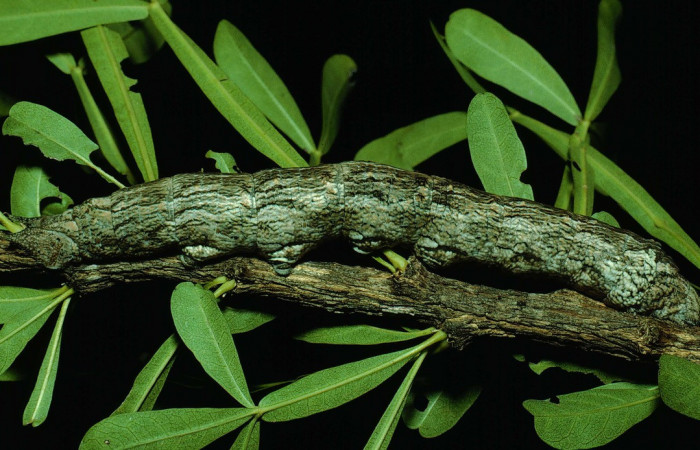 Fig. 06. Larva <i>Madoryx oiclus</i></i>, vista lateral, 110mm de longitud, último estadío. Voucher: 90-SRNP-2708-DHJ13856.jpg.