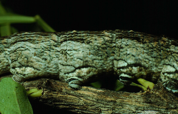 Fig. 07. Larva <i>Madoryx oiclus</i></i>, acercamiento lateral central, 110mm de longitud, último estadío. Voucher: 90-SRNP-2708-DHJ13860.jpg.