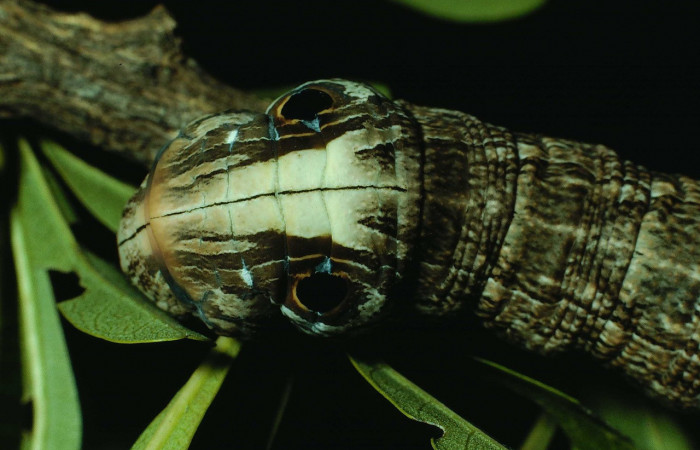 Fig. 08. Larva <i>Madoryx oiclus</i></i>, acercamiento frontal de la cabeza, 110mm de longitud, último estadío. Voucher: 90-SRNP-2708-DHJ13878.jpg.