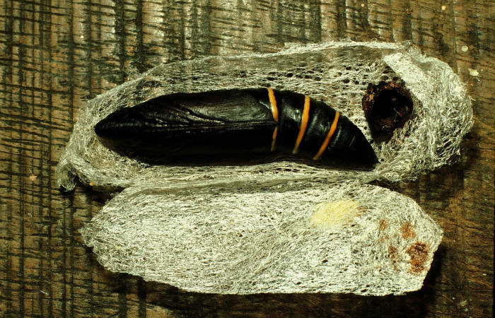 Fig. 09. Pupa <i>Madoryx oiclus</i></i>, vista ventral de pupa, 65mm de longitud. Voucher: 98-SRNP-9742-DHJ46967.jpg.
