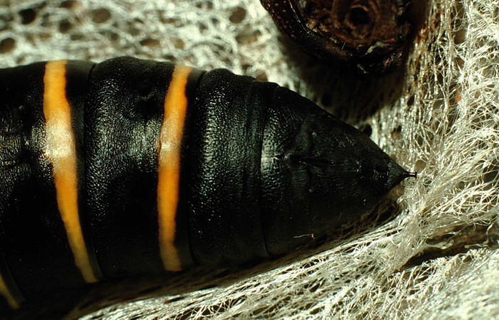 Fig. 10. Pupa <i>Madoryx oiclus</i></i>, acercamiento lateral trasero, 65mm de longitud. Voucher: 98-SRNP-9742-DHJ46956.jpg.