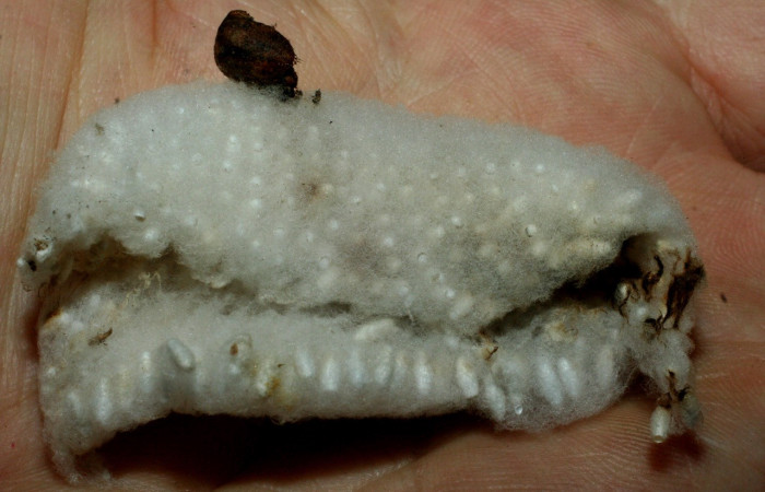 Fig. 11. Capullos <i>Cotesia</i></i>Whitfield16 (Braconidae) parásitos de <i>Madoryx oiclus</i></i>. Voucher: 08-SRNP-55733-DHJ462551.jpg.