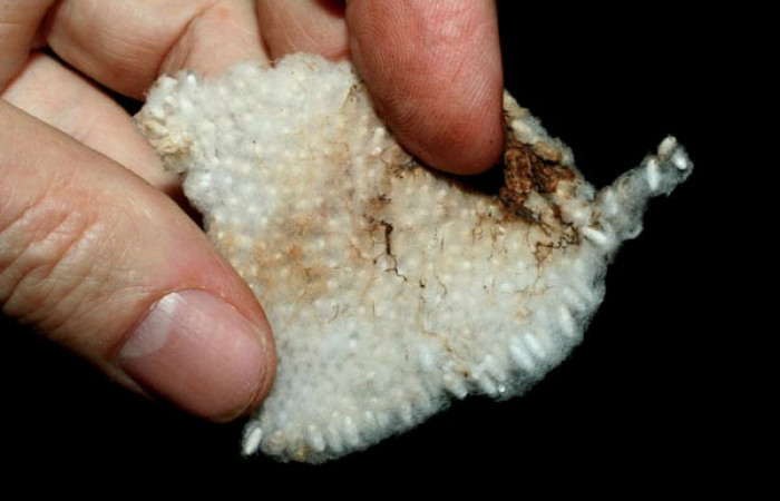 Fig. 12. Capullos <i>Cotesia</i></i>Whitfield16 (Braconidae) parásitos de <i>Madoryx oiclus</i></i>. Voucher: 12.08-SRNP-55733-DHJ462552.jpg.