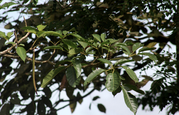 Fig.13. Rama <i>Tabebuia rosea</i></i> (Bignoniaceae), planta hospedera de <i>Madoryx oiclus</i></i> (Sphingidae), Abril 2021. Area Conservación Guanacaste, Costa Rica.