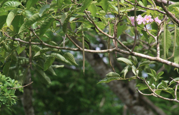 Fig.14. Rama <i>Tabebuia rosea</i></i> (Bignoniaceae), planta hospedera de <i>Madoryx oiclus</i></i> (Sphingidae), Abril 2021. Area Conservación Guanacaste, Costa Rica. 
