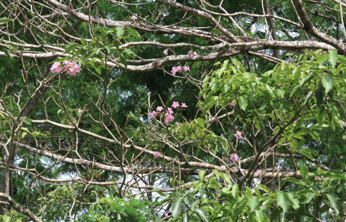 Fig.15. Rama <i>Tabebuia rosea</i></i> (Bignoniaceae), planta hospedera de <i>Madoryx oiclus</i></i> (Sphingidae), Abril 2021. Area Conservación Guanacaste, Costa Rica. 