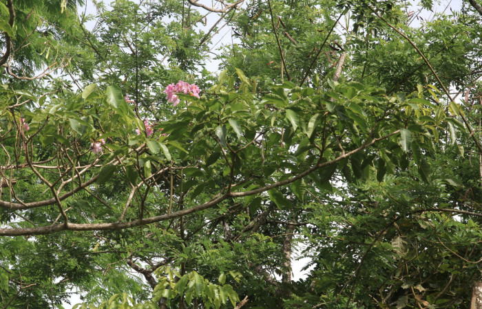 Fig.16. Rama <i>Tabebuia rosea</i></i> (Bignoniaceae), planta hospedera de <i>Madoryx oiclus</i></i> (Sphingidae), Abril 2021. Area Conservación Guanacaste, Costa Rica. 