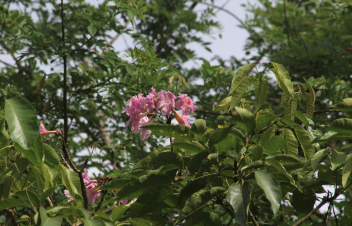 Fig.17. Rama <i>Tabebuia rosea</i></i> (Bignoniaceae), planta hospedera de <i>Madoryx oiclus</i></i> (Sphingidae), Abril 2021. Area Conservación Guanacaste, Costa Rica. 