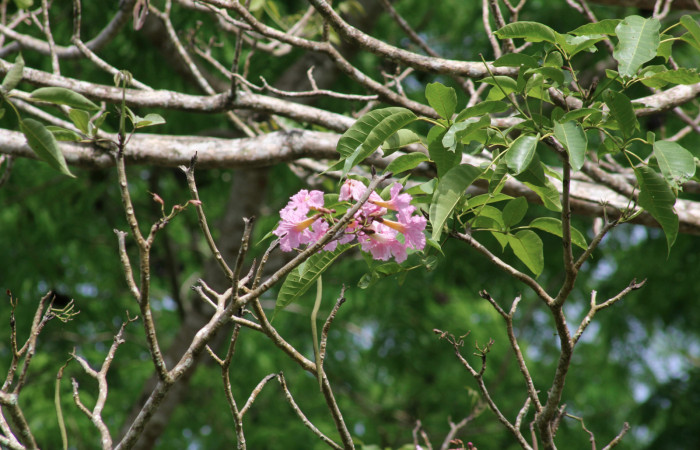 Fig.18. Rama <i>Tabebuia rosea</i></i> (Bignoniaceae), planta hospedera de <i>Madoryx oiclus</i></i> (Sphingidae), Abril 2021. Area Conservación Guanacaste, Costa Rica. 
