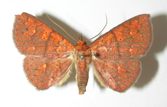 Fig.11  Adulto <i>Antiblemma agnita</i></i> dorsal. Hembra. Voucher:  06-SRNP-2592-DHJ344848.jpg