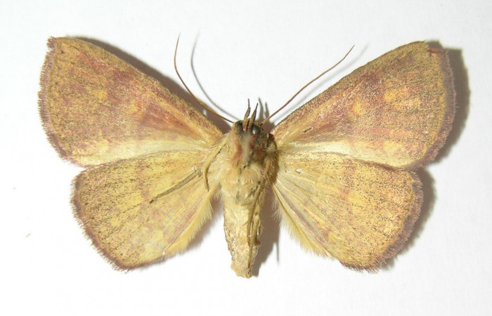 Fig.12 Adulto <i>Antiblemma agnita</i></i> ventral. Hembra. Voucher:  12 06-SRNP-2592-DHJ344849.jpg