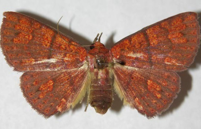 Fig.13  Adulto <i>Antiblemma agnita</i></i> ventral, hembra.
Voucher: 12-SRNP-31150-DHJ596792.jpg