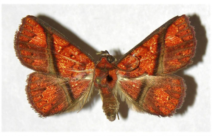 Fig.14  Adulto <i>Antiblemma incarnans</i></i>  dorsal. Mostrando comparación de especies. Voucher: 14 04-SRNP-56464-DHJ320226.jpg