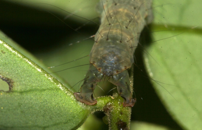 Fig.2 Larva <i>Antiblemma agnita</i></i> mostrando estructura en la parte del último segmento característica que sirve para sostenerse, en la familia Erebidae.  Voucher: 19-SRNP-30661-DHJ764862.jpg