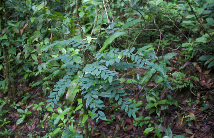 Fig.3 Juvenil de <i>Securidaca sylvestris</i></i>, planta hospedera <i>Antiblemma agnita</i></i> 