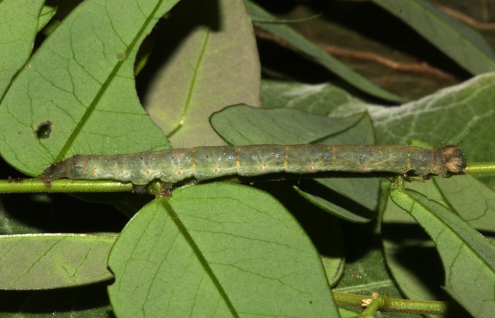 Fig.4 Larva <i>Antiblemma agnita</i></i> mostrando  la parte lateral.  Voucher: 19-SRNP-30661-DHJ764851.jpg