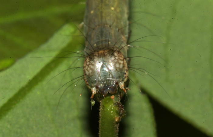 Fig.6 Larva <i>Antiblemma agnita</i></i> mostrando  la parte frontal y pelos finos.  Voucher: 19-SRNP-30661-DHJ764857.jpg