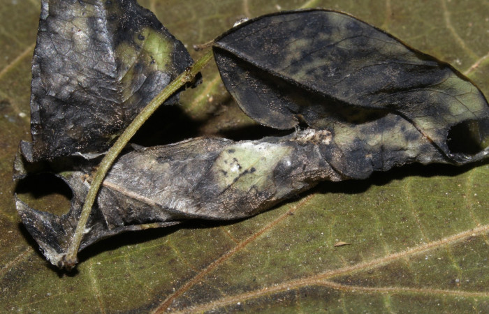 Fig.9 Pupa <i>Antiblemma agnita</i></i> mostrando la parte lateral, forma de semicapullo.  Voucher: 19-SRNP-30661-DHJ764904.jpg