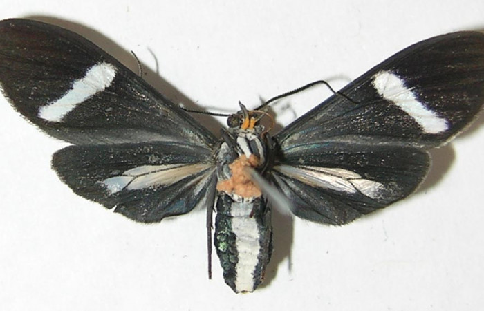 Fig- 10 Posición ventral de <i>Aclytia</i></i> albistrigaDHJ02 (Erebidae). (08-SRNP-71964-DHJ504505).