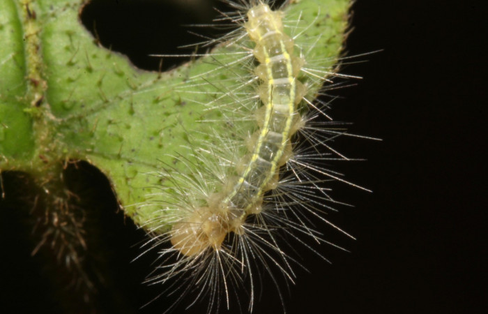 Fig- 11 Posición dorsal de una oruga en tercer estadío de <i>Aclytia</i></i> albistrigaDHJ02 (Erebidae) sobre <i>Mandevilla hirsuta</i></i> (Apocynaceae). (14-SRNP-43284-DHJ708988).