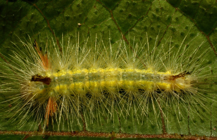 Fig- 12 Posición dorsal del último estadío de la oruga <i>Aclytia</i></i> albistrigaDHJ02 (Erebidae) sobre <i>Mandevilla hirsuta</i></i> (Apocynaceae). (08-SRNP-72052-DHJ444537).