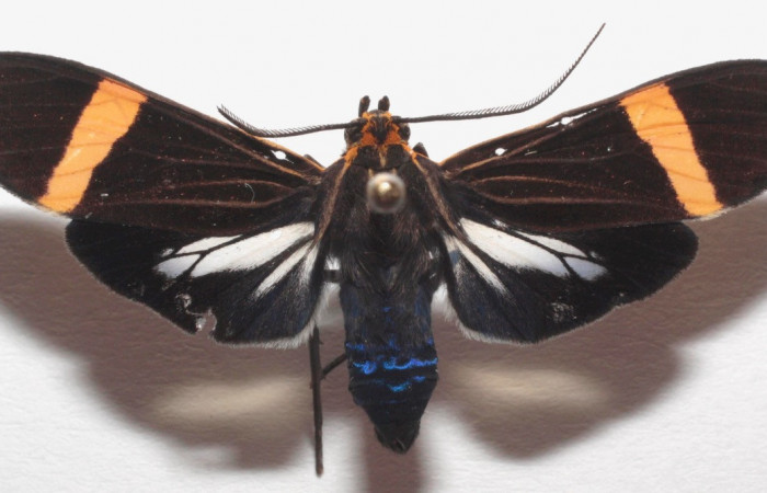 Fig- 14 Posición dorsal de <i>Aclytia</i></i> heberDHJ01 (Erebidae) colectado en trampa de luces como adulto, Localidad Manta Matudea. 08 de Agosto 2018 Sector Del Oro (18-SRNP-104956-DHJ706043).