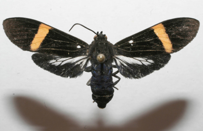 Fig- 15 Posición dorsal de la hembra <i>Aclytia punctata</i></i> (Erebidae) colectado en trampa de luces como adulto, Localidad Estación Quica; 29 de Agosto 2008 (08-SRNP-105222-DHJ629286).