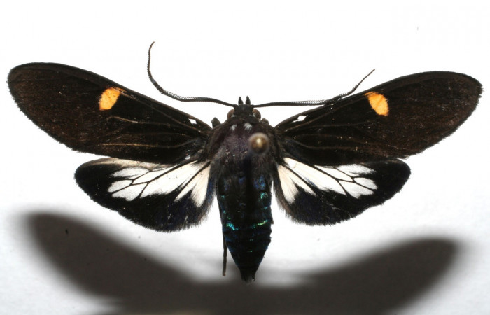 Fig- 16 Posición dorsal del macho <i>Aclytia punctata</i></i> (Erebidae) colectado en trampa de luces como adulto, Localidad Estación Caribe (melina). 10 de Noviembre 2007 (07-SRNP-110373-DHJ620337).