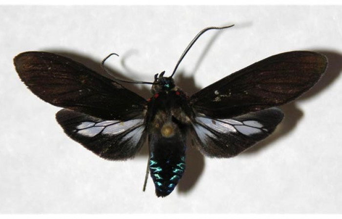 Fig- 17 Posición dorsal <i>Aclytia ventralis</i></i> (Erebidae) Corrales Viejos Sector San Cristobal; 23 de Agosto 2004 (04-SRNP-4309-DHJ318424).