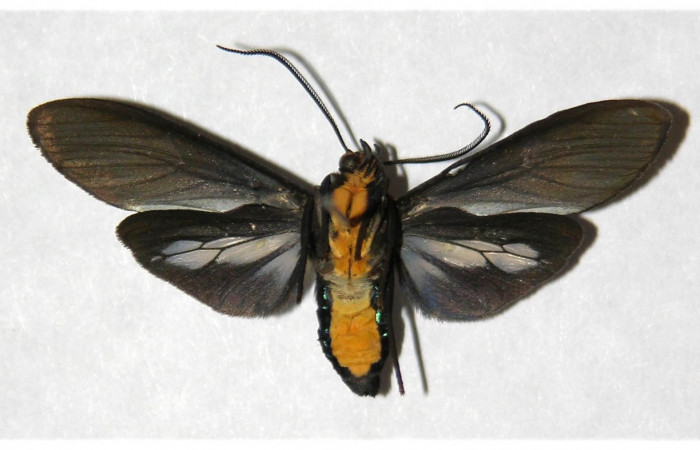 Fig- 18 Posición ventral <i>Aclytia ventralis</i></i> (Erebidae) Corrales Viejos Sector San Cristobal; 23 de Agosto 2004 (04-SRNP-4309-DHJ318425).